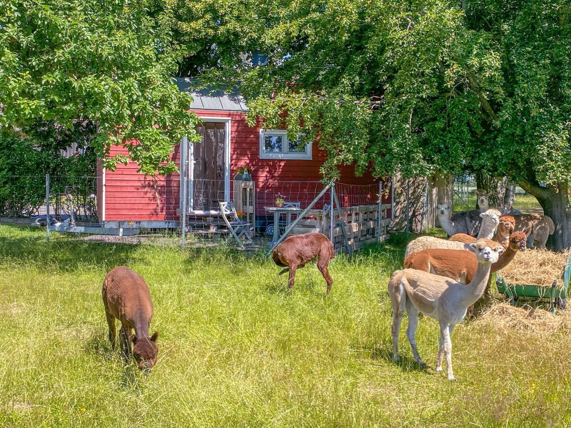 Tiny House auf der Alpaka Farm Villa Rubkow Bagian luar foto